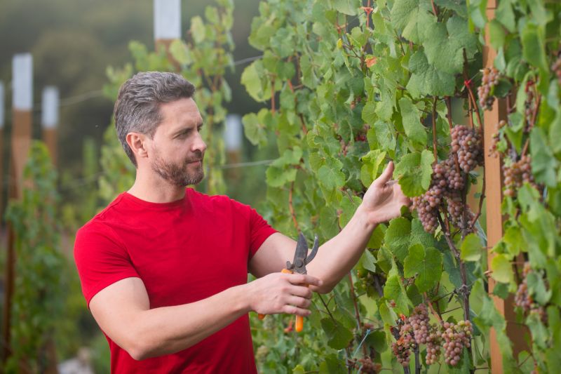 Cost of Grape Vine Pruning — Cost of Grape Vine Pruning