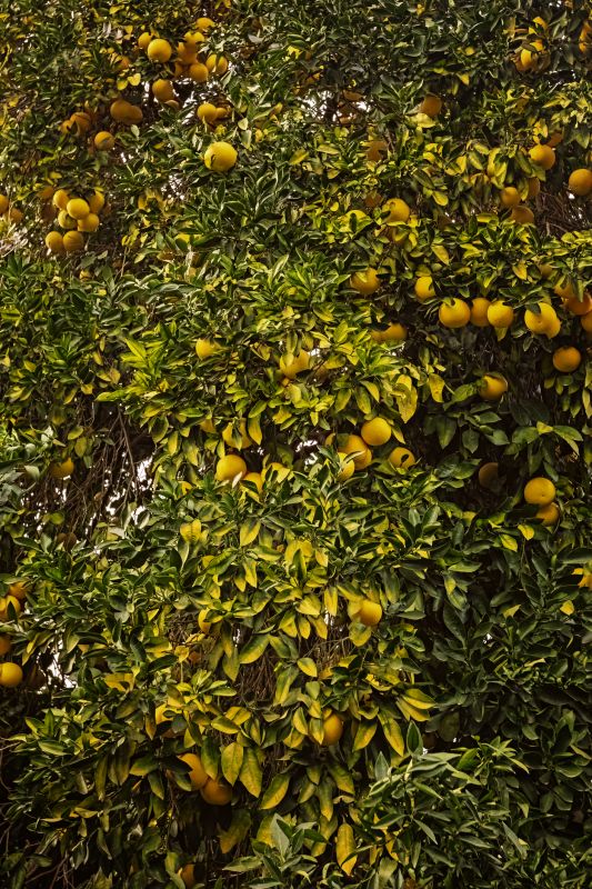Cost of Grape Vine Pruning — Cost of Grape Vine Pruning