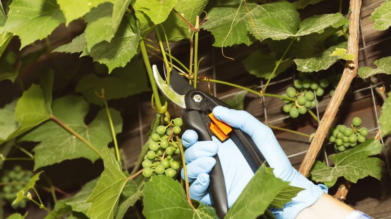 Cost of Grape Vine Pruning — Cost of Grape Vine Pruning