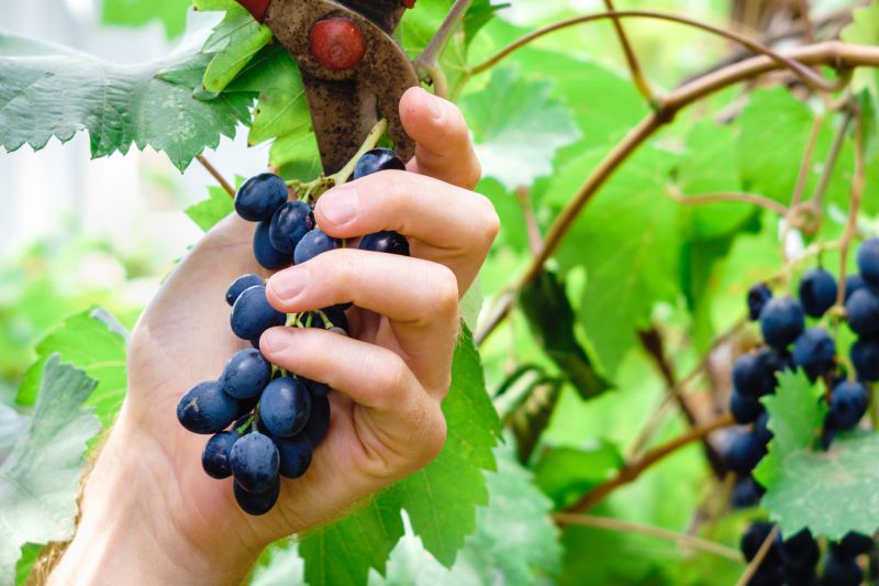 Cost of Grape Vine Pruning — Cost of Grape Vine Pruning