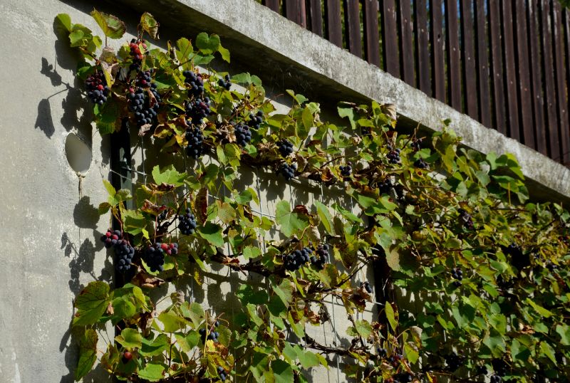 Cost of Grape Vine Pruning — Cost of Grape Vine Pruning