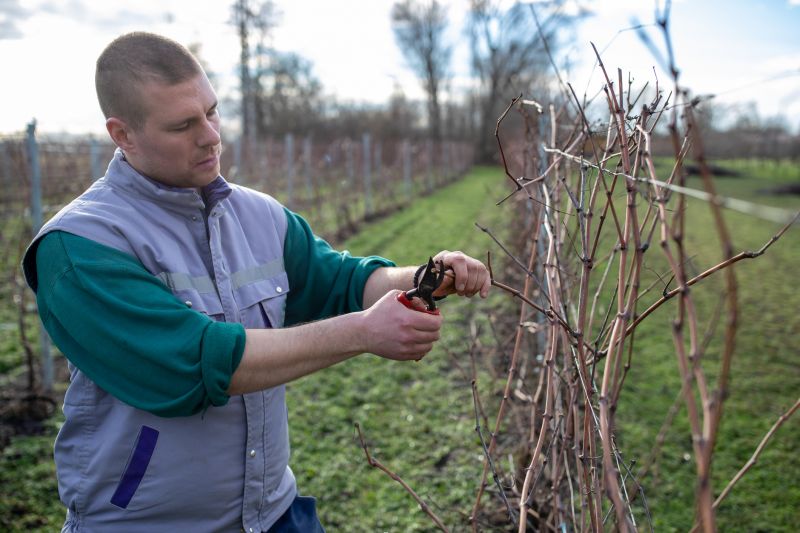 Prunings in a Vineyard