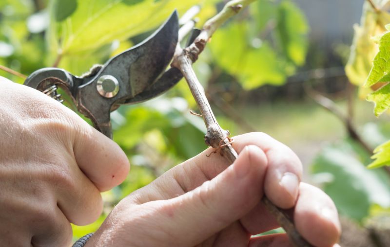 Pruning Tools in Use