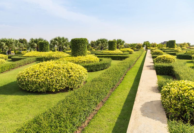 How To Tell When Your Shrubs Need Professional Care