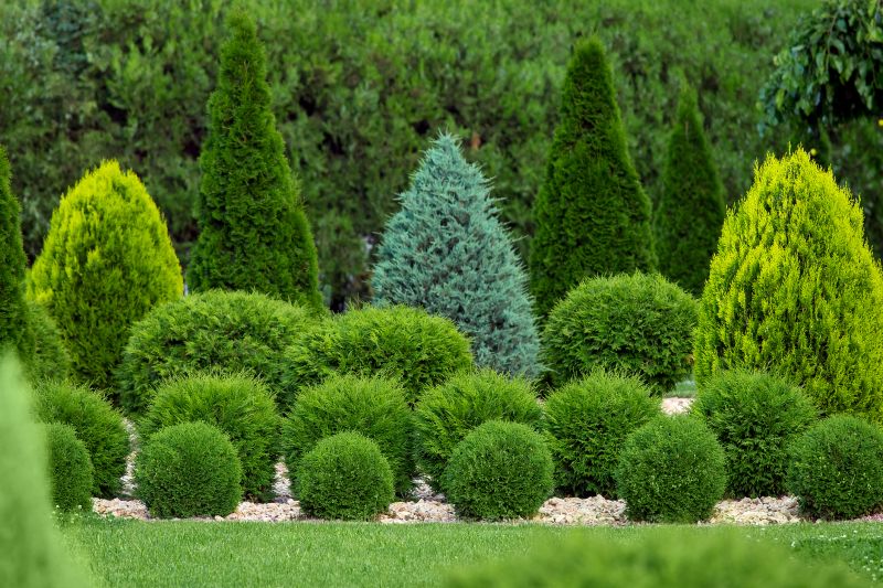 Decorative Shrubs