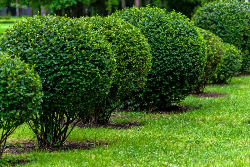 Garden Bed Shrubs