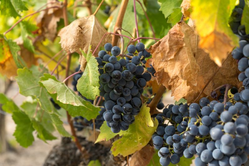 Get Grape Vines Pruned To Prevent Disease Spread!