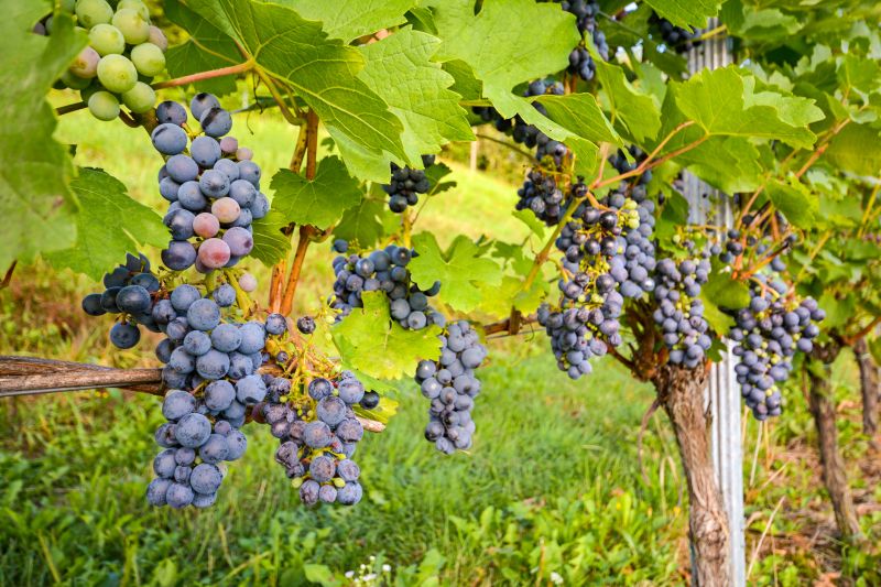 Grape Vine Pruning Aids Aesthetic Appeal!