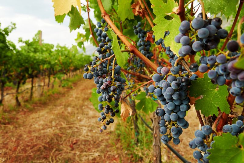 Pruning Grape Vines Enhances Fruit Production!