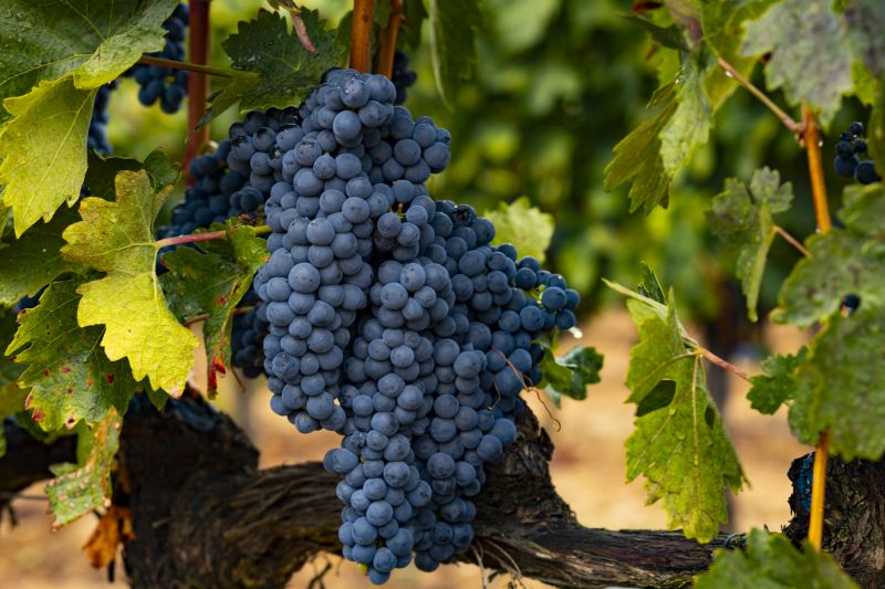 Pruning Grape Vines Promotes Healthy Growth!